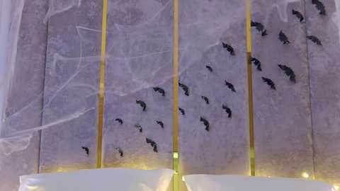 miladystarlight free recording from 2024-10-25 03:51:00