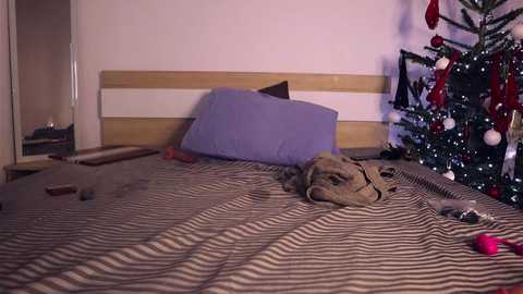 misslullu free recording from 2024-12-24 12:58:00