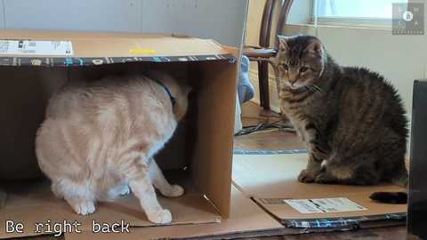 rndmzd free recording from 2025-02-05 18:02:00