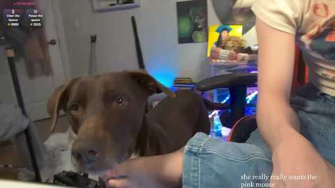 cokia_ free recording from 2025-02-19 03:08:00