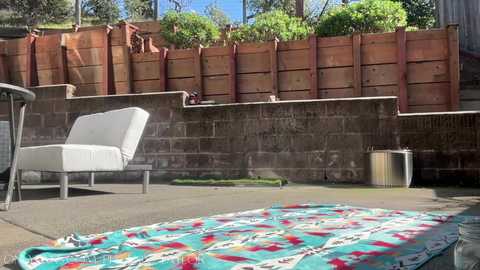 phoenix_taylor free recording from 2025-02-26 22:17:00