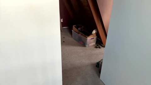 emersoncane free recording from 2025-03-12 16:06:00