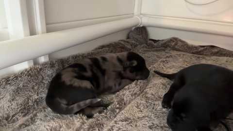 kaileeshy free recording from 2025-03-18 04:15:00