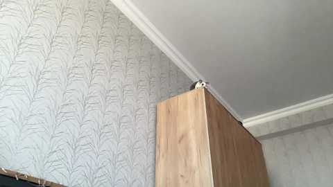 wonderland_stia free recording from 2025-03-26 12:01:00