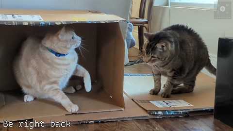 rndmzd free recording from 2025-04-07 14:41:00