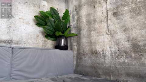 quantum_heart free recording from 2025-04-15 09:06:00