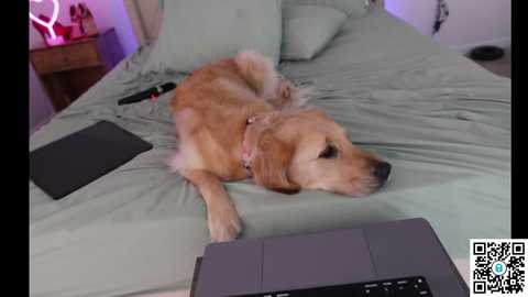 ari_lovexo free recording from 2025-04-18 21:40:00