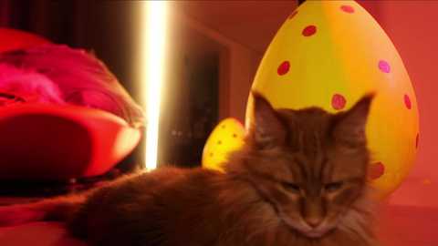 _meganmeow_ free recording from 2025-04-21 00:14:00