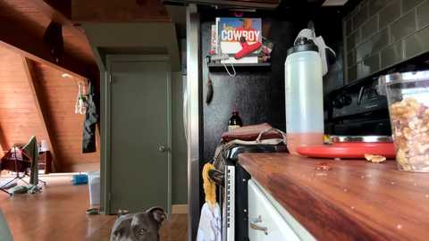 emersoncane free recording from 2025-04-28 19:49:00