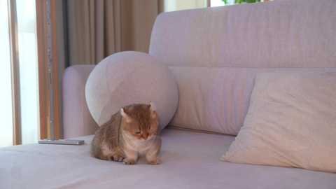 eva_fashionista free recording from 