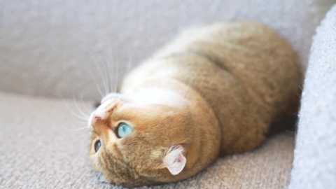 eva_fashionista free recording from 