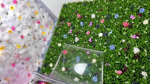 babyaylin free recording from 