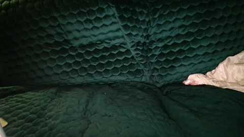 bigdicktrannynicole free recording from 