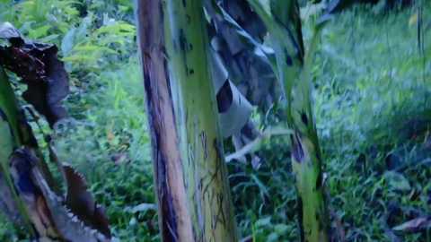 kaileeshy free recording from 