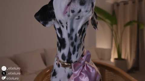 ellelure_ free recording from 2025-08-07 00:48:00