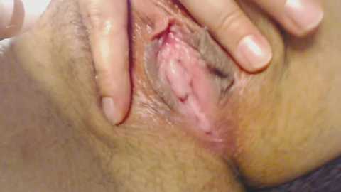 alycetn free recording from 