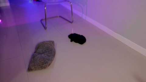 toomuch_wet_ free recording from 2025-09-03 19:48:00