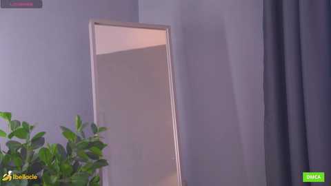 bellacle free recording from 