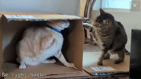 rndmzd free recording from 2025-09-21 12:39:00