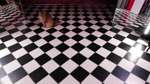 _meganmeow_ free recording from 