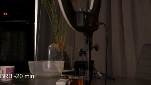 catolinanight free recording from 