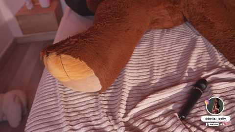 bella__donne free recording from 2025-11-23 18:49:00