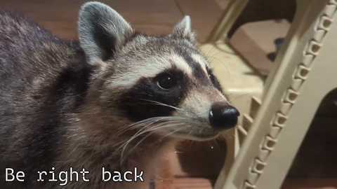 rndmzd free recording from 