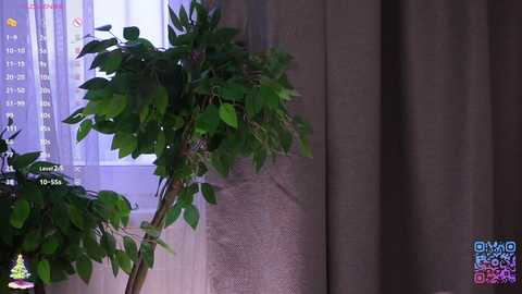 cinacandy free recording from 2025-12-10 06:55:00