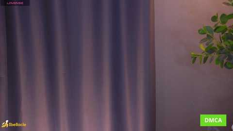 bellacle free recording from 2026-02-01 11:54:00