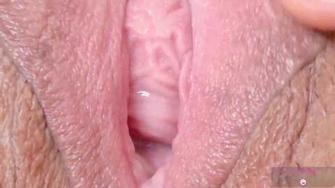 orchidekitty free recording from 