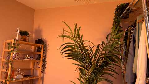 vixenp free recording from 2026-02-03 16:43:00